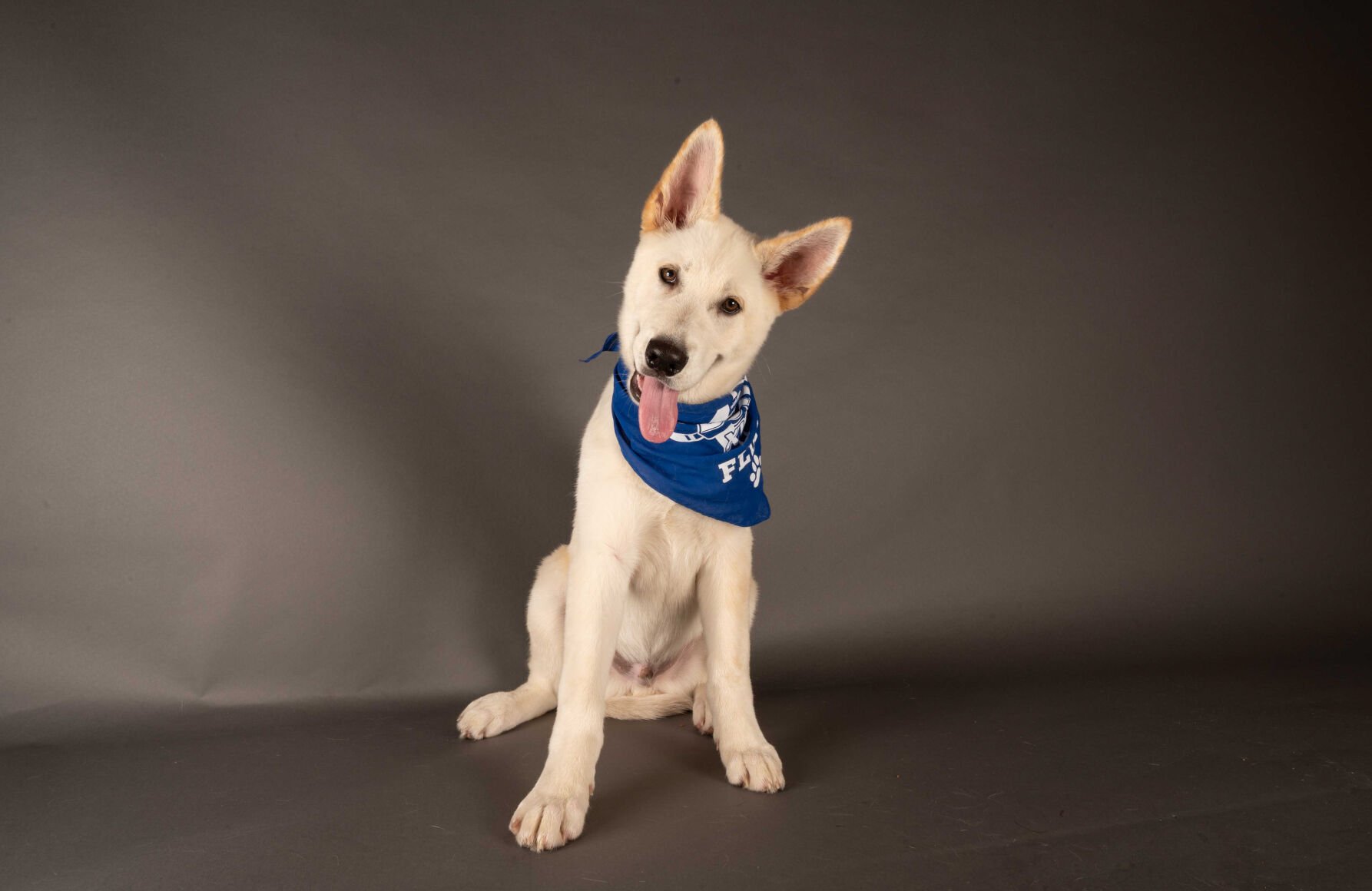 PUPPY BOWL XVII